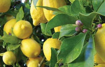 احداث باغ لیمو