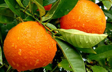 کاشت نهال نارنج