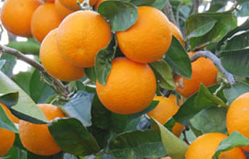 کاشت نهال پرتقال