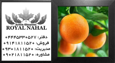 نهال پرتقال هاملین