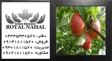 نهال سیب علی موری خراسان