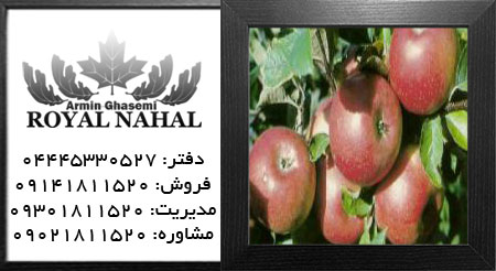 نهال سیب آزادی