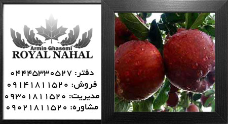 نهال سیب قرمز لبنان